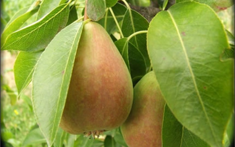 6 Benefits of Growing Fruit Trees In Your Backyard