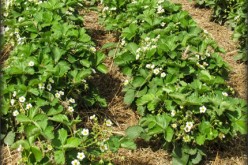 Gardening Is Not Limited To Those With A Green Thumb