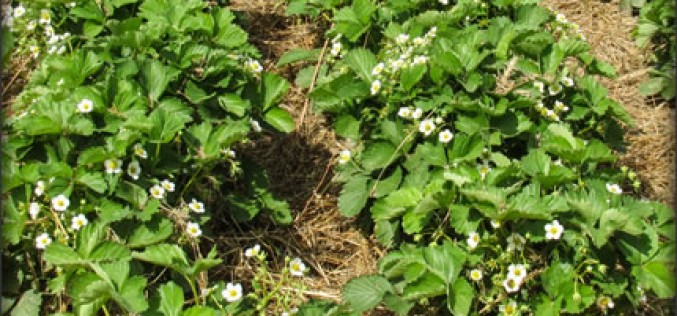 Gardening Is Not Limited To Those With A Green Thumb