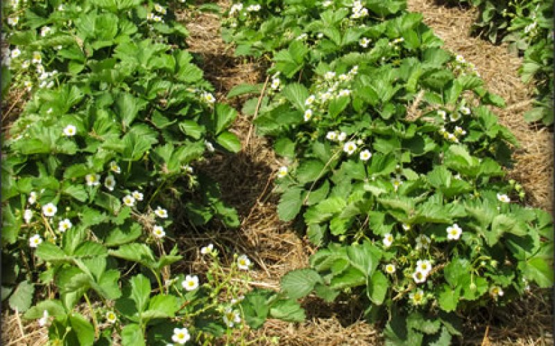Gardening Is Not Limited To Those With A Green Thumb