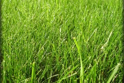 Summer Lawn Care Tips and Tricks