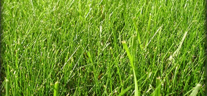 Summer Lawn Care Tips and Tricks