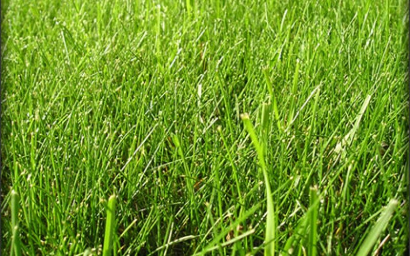 Summer Lawn Care Tips and Tricks
