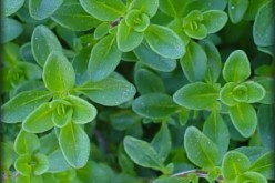 Herb Garden Tips and Ideas