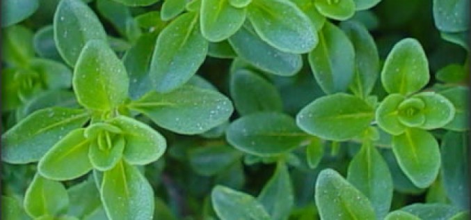 Herb Garden Tips and Ideas