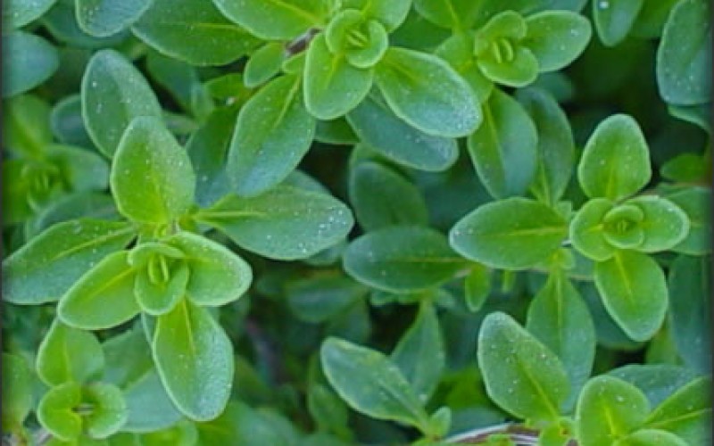 Herb Garden Tips and Ideas