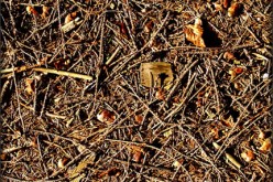 You Can Trim Your Garden With Pine Needles
