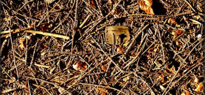 You Can Trim Your Garden With Pine Needles