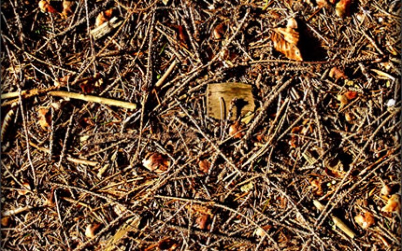 You Can Trim Your Garden With Pine Needles