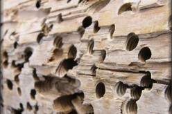 Renovation After Termites Have Hit