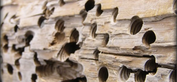 Renovation After Termites Have Hit