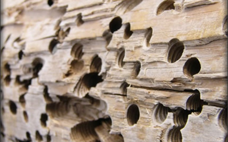 Renovation After Termites Have Hit