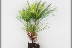 How to Care For a Newly Planted Tree