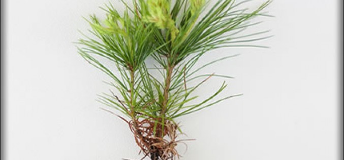 How to Care For a Newly Planted Tree