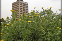 Urban Gardening and Raised Beds