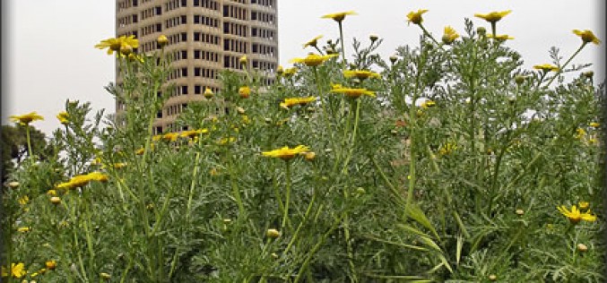 Urban Gardening and Raised Beds