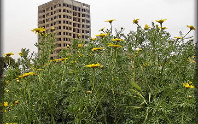 Urban Gardening and Raised Beds