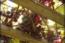Vineyard Trellising – For Ensuring Good Grape Yields