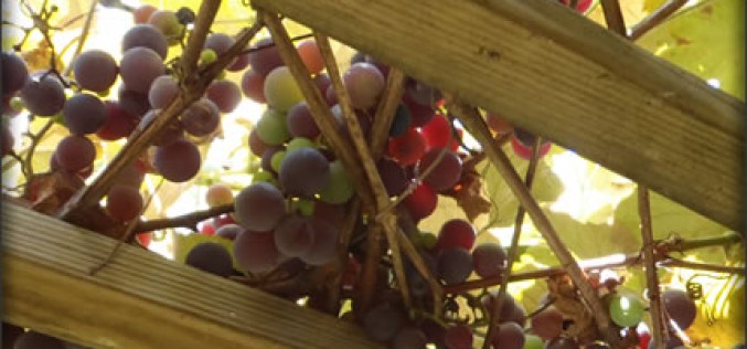 Vineyard Trellising – For Ensuring Good Grape Yields