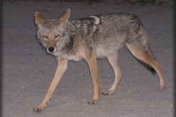 Coyotes on the Prowl: Identification and Control