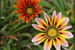 How to Maintain a Healthy Garden