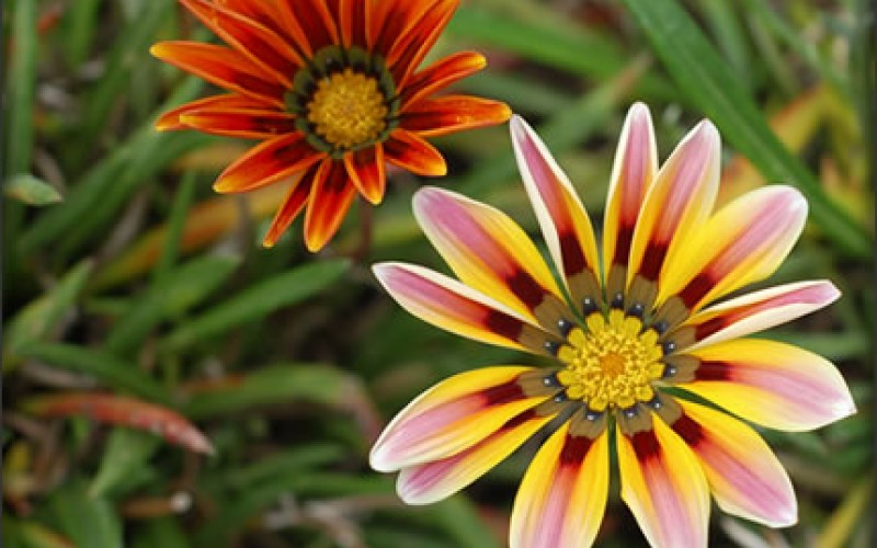 How to Maintain a Healthy Garden