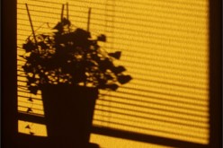 Give Your Home a Clean and Modern Look with Roller Blinds