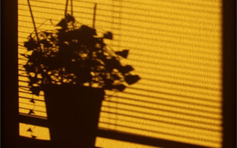 Give Your Home a Clean and Modern Look with Roller Blinds