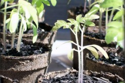 Growing Tomatoes: Tips and Tricks