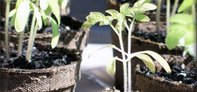 Growing Tomatoes: Tips and Tricks