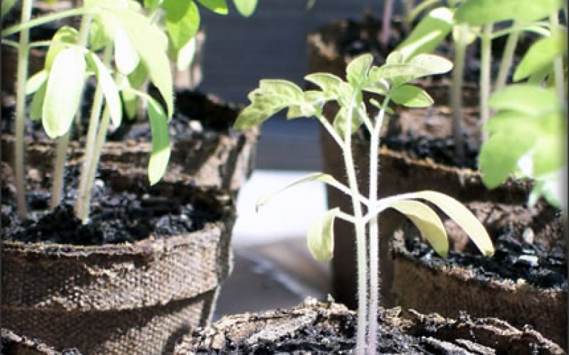 Growing Tomatoes: Tips and Tricks