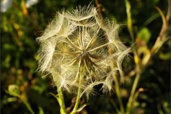 Five Ways to Reduce Allergens in the Home