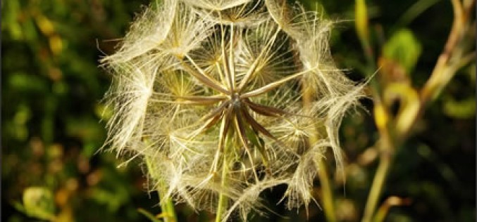 Five Ways to Reduce Allergens in the Home