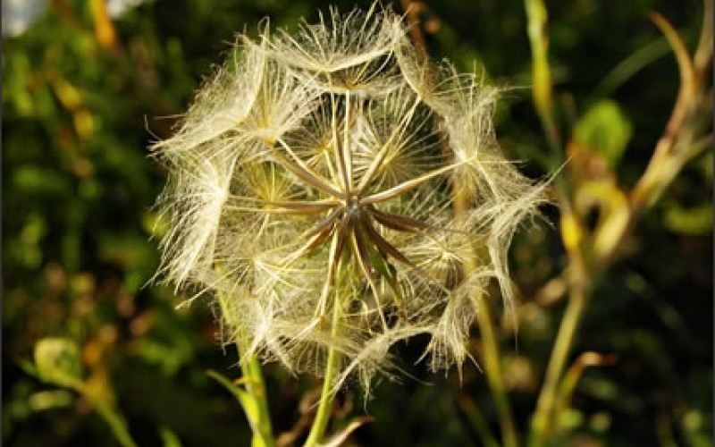 Five Ways to Reduce Allergens in the Home