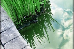 Small Backyard Pond Considerations and Tips