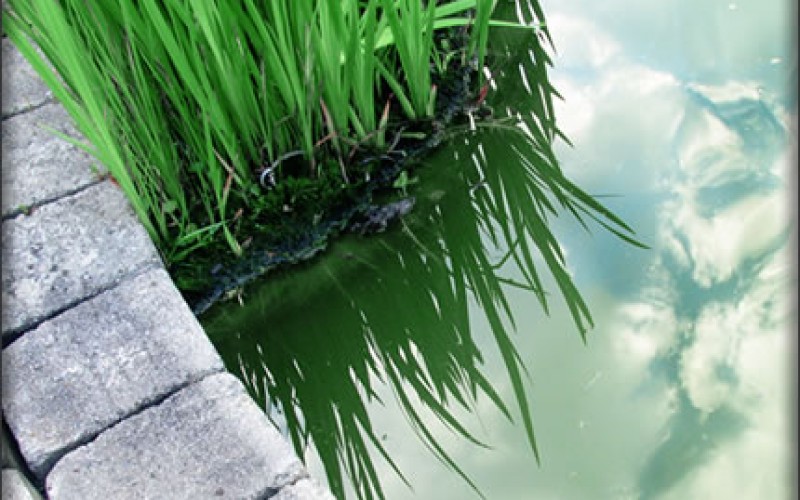 Small Backyard Pond Considerations and Tips