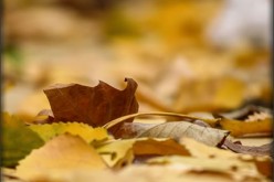 4 Festive Autumn Home Decor Tips