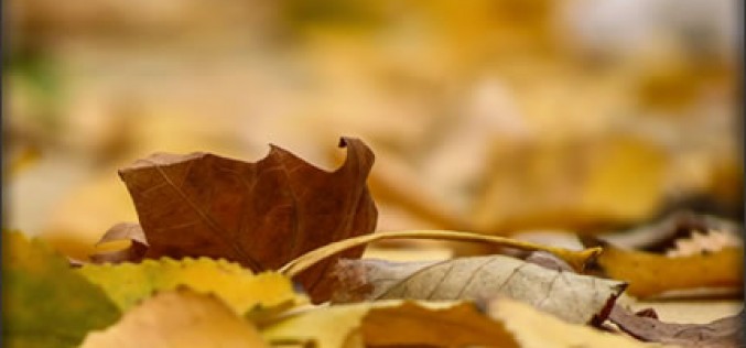 4 Festive Autumn Home Decor Tips
