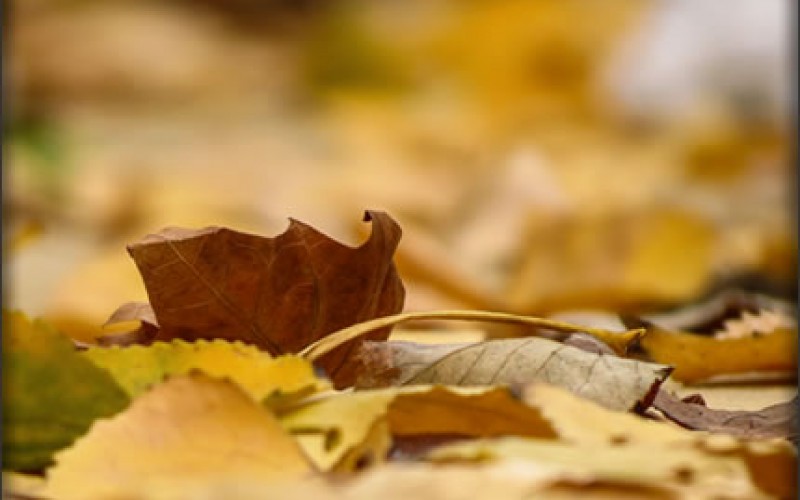 4 Festive Autumn Home Decor Tips