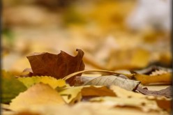 Fall Clean Up: Tackling Leaves