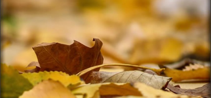 Fall Clean Up: Tackling Leaves