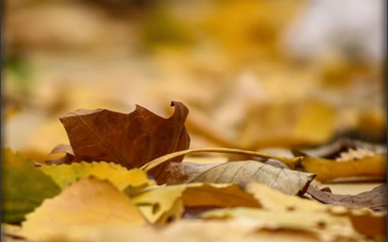 Fall Clean Up: Tackling Leaves