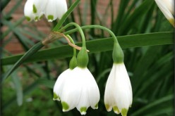 Storing Your Bulbs