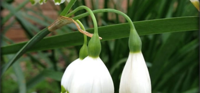 Storing Your Bulbs