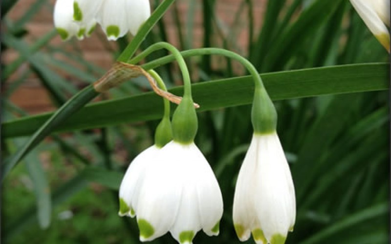 Storing Your Bulbs
