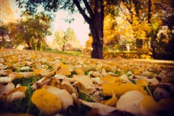 Timely Fall Renovation Projects