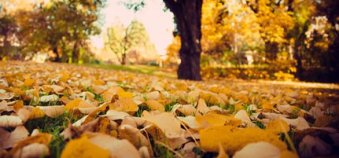 Timely Fall Renovation Projects