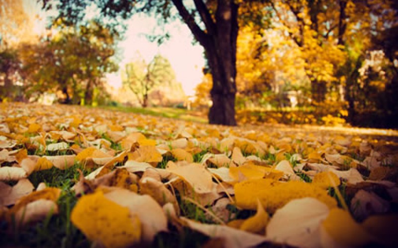 Timely Fall Renovation Projects