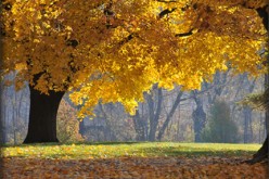 Fall Gardening Tips and Strategies