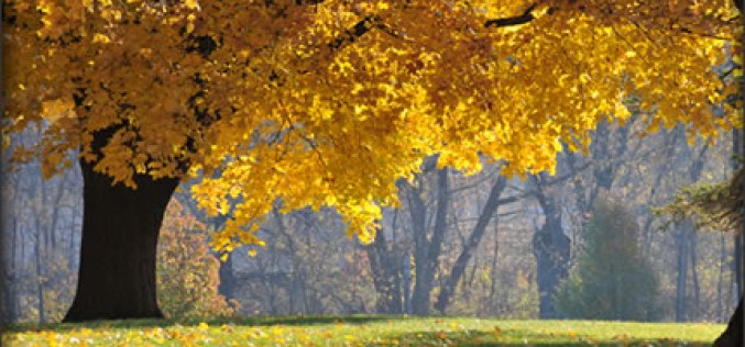 Fall Gardening Tips and Strategies